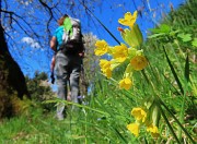 29 Primula veris (Primula odorosa)